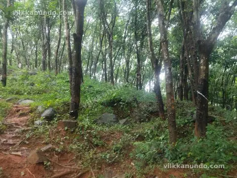 റബർ തോട്ടം വിൽപനക്ക്