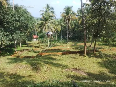 2.5 ഏക്കർ തെങ്ങിൻ തോപ്പ് വിൽപനക്ക്