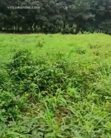 11..60 cent House plot for sale