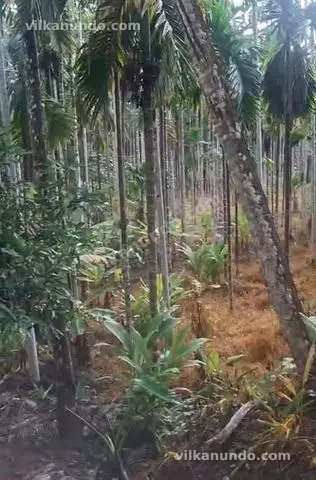 90 cent കവുങ്ങിൻ തോട്ടം വിൽപനക്ക്