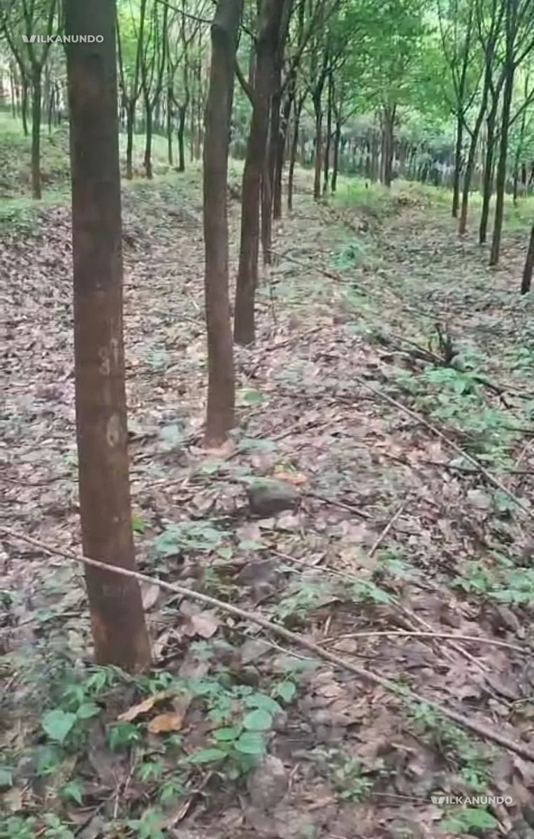 4.5 ഏക്കർ റബർ തോട്ടം വിൽപനക്ക്