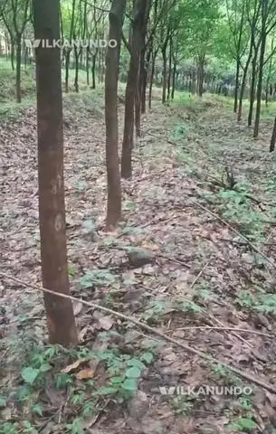 4.5 ഏക്കർ റബർ തോട്ടം വിൽപനക്ക്