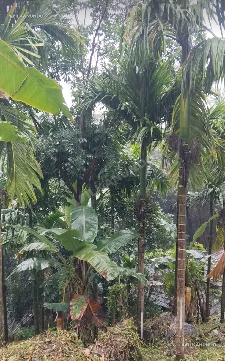 95 Cent സെൻറ് സ്ഥലം വിൽപനക്ക്