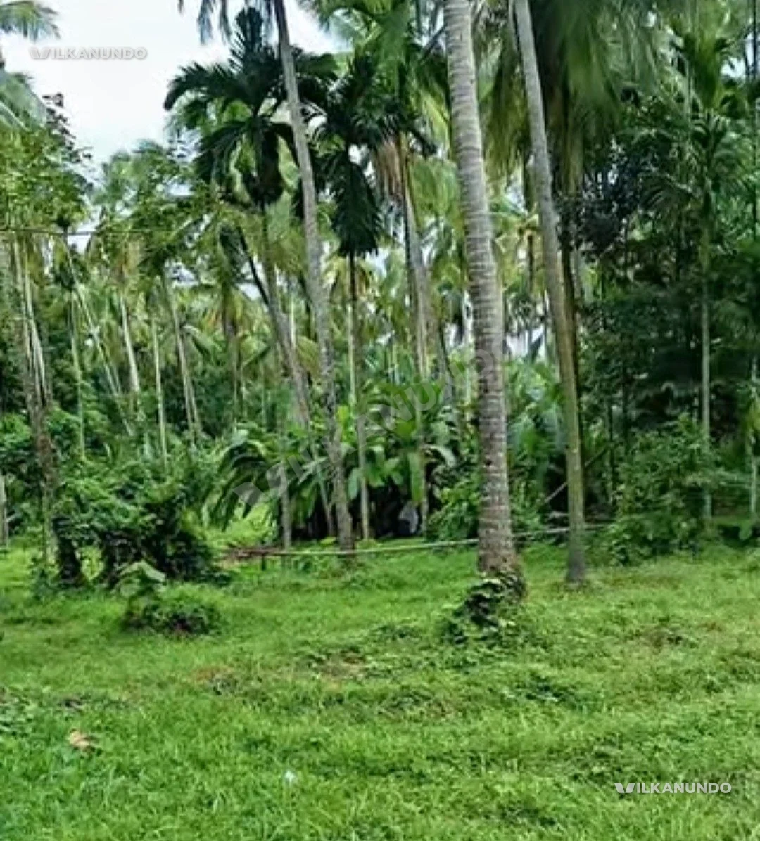 നിലമ്പൂർ ചുങ്കത്തറ കാട്ടിച്ചിറ 11 സെൻറ് സ്ഥലം വിൽപ്പനക്ക്