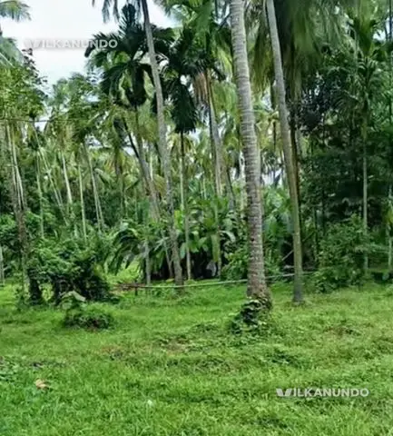 നിലമ്പൂർ ചുങ്കത്തറ കാട്ടിച്ചിറ 11 സെൻറ് സ്ഥലം വിൽപ്പനക്ക്
