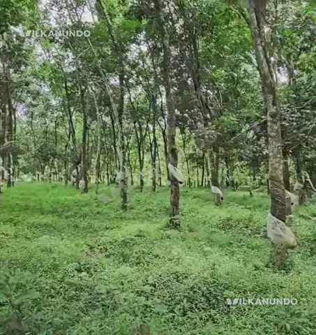 നിലമ്പൂർ കരുളായി മൈലംപാറയിൽ 1 ഏക്കർ 17 സെൻറ് സ്ഥലം വിൽപനക്ക്..