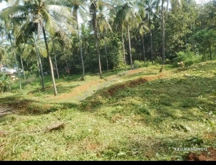 2.5 ഏക്കർ തെങ്ങിൻ തോപ്പ് വിൽപനക്ക് കടുങ്ങപുരം