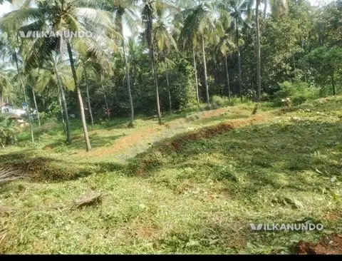 2.5 ഏക്കർ തെങ്ങിൻ തോപ്പ്‌ വിൽപനക്ക് കടുങ്ങപുരം