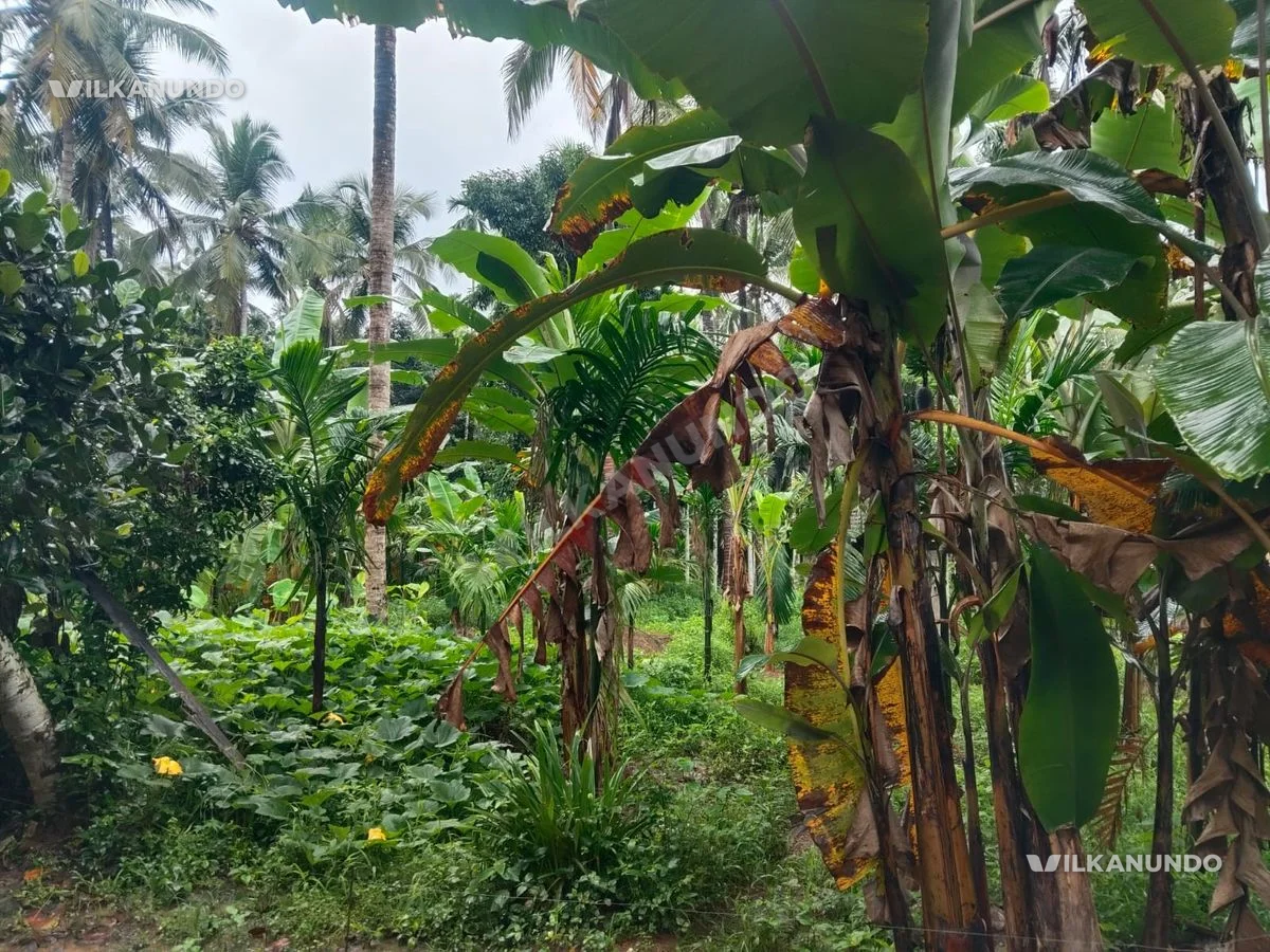 മലപ്പുറം വണ്ടൂർ കാരാട് 90 cent തെങ്ങും കവുങ്ങും തോട്ടം വിൽപനക്ക്..