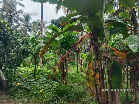 മലപ്പുറം വണ്ടൂർ കാരാട് 90 cent തെങ്ങും കവുങ്ങും തോട്ടം വിൽപനക്ക്..