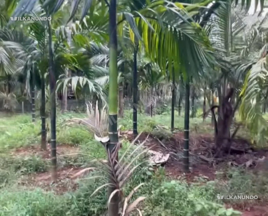 എടക്കര മണിമൂളി നെല്ലികുത്ത് റോഡിൽ 1 km മാറി road side 35 cent plot വിൽപനക്ക്.