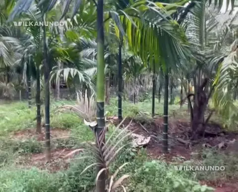 എടക്കര മണിമൂളി നെല്ലികുത്ത് റോഡിൽ 1 km മാറി road side 35 cent plot വിൽപനക്ക്.