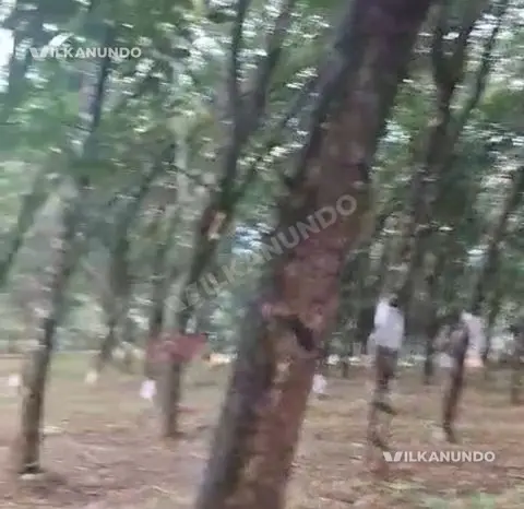 മഞ്ചേരി എളംകൂർ ഭാഗത്ത് 1 ഏക്കർ റബർ തോട്ടം വിൽപനക്ക്..