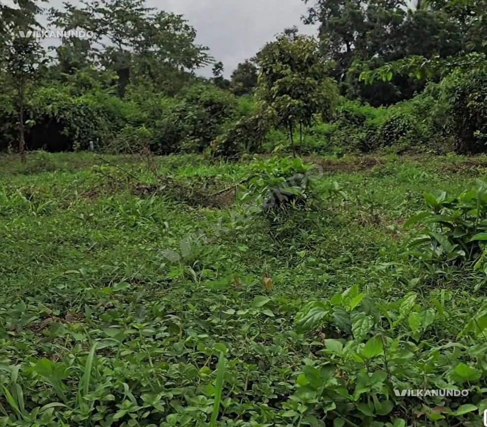 നിലമ്പൂർ വടക്കുംപാടത്ത് 32.5 സ്ഥലം വിൽപനക്ക്