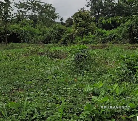 നിലമ്പൂർ വടക്കുംപാടത്ത് 32.5 സ്ഥലം വിൽപനക്ക്