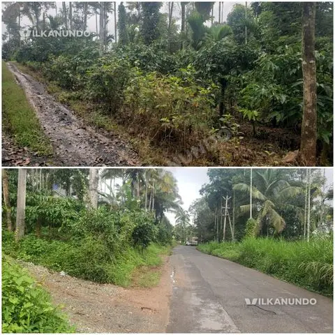 വയനാട്, കേണിച്ചിറയിൽ നിന്ന് 1.5 km ദൂരത്തിൽ കാര്യമ്പാടി റോഡിൽ ബസ് റൂട്ടിൽ നിന്ന് 60 മീറ്റർ മാത്രം 30 സെന്റ് ഹൗസ്പ്ലോട്ട്