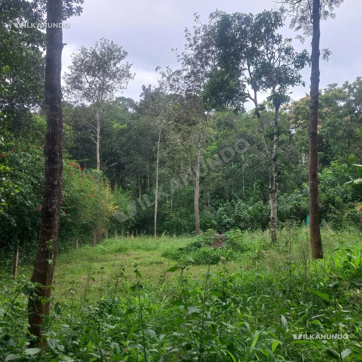 15 cent Land for Sale