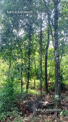 20 Cent Residential Land for Sale in Pattambi
