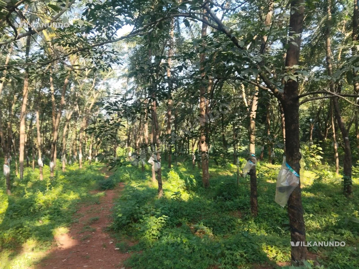 മഞ്ചേരി ടൗണിന്റെ അടുത്തായി 1.25 acre സ്ഥലം വിൽപനക്ക്
