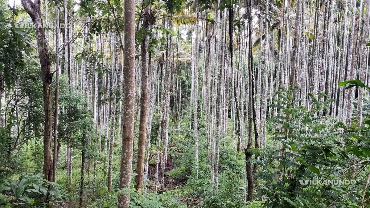 ഏക്കർ സ്ഥലം... വയനാട് പുൽപള്ളിയിൽ വിൽപനക്ക്