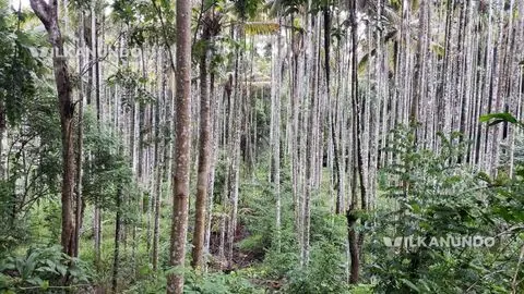 ഏക്കർ സ്ഥലം... വയനാട് പുൽപള്ളിയിൽ വിൽപനക്ക്