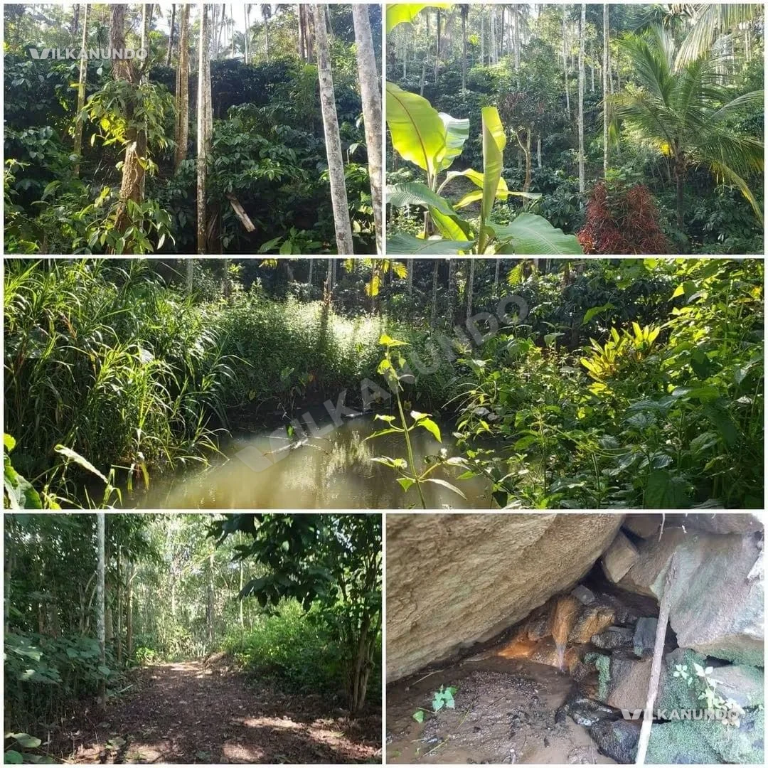 വയനാട്, പൂതാടി പഞ്ചായത്ത് ഇരുളം ഭാഗത്ത് 2 ഏക്കർ കാപ്പി തോട്ടം വില്പനയ്ക്ക്,
