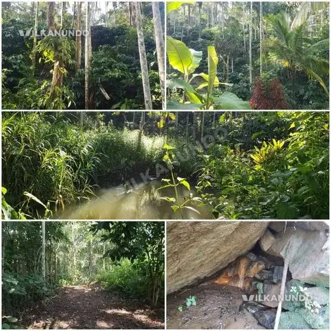 വയനാട്, പൂതാടി പഞ്ചായത്ത് ഇരുളം ഭാഗത്ത് 2 ഏക്കർ കാപ്പി തോട്ടം വില്പനയ്ക്ക്,