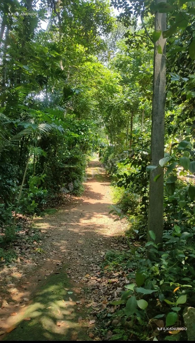 15 or 20 cent plot for sale muvattupuzha periguzha