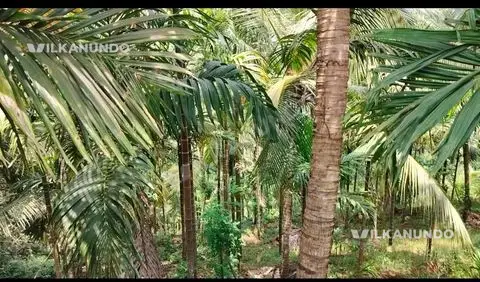 മലപ്പുറം ജില്ലയിലെ കിഴിശ്ശേരി ചുള്ളിക്കോട് 50 സെന്റ് കവുങ്ങ് തോട്ടം, കുറച്ച് തെങ്ങും വില്പനക്ക്.