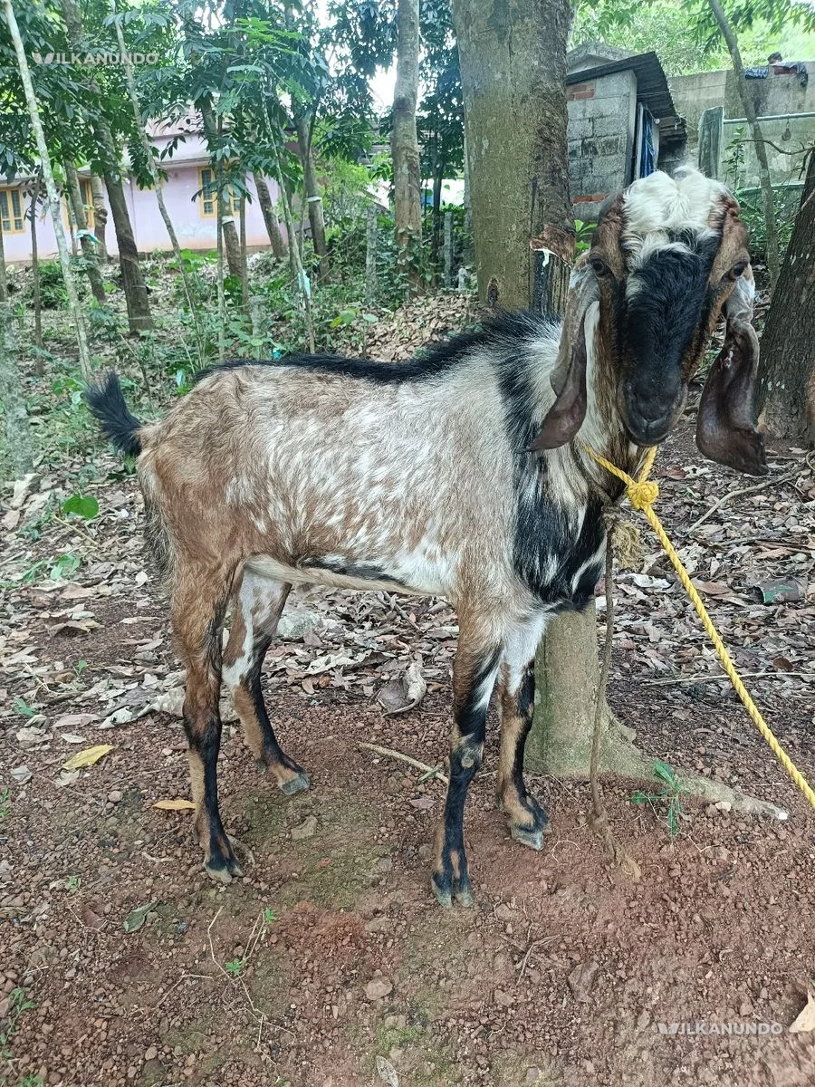 goat for sale
