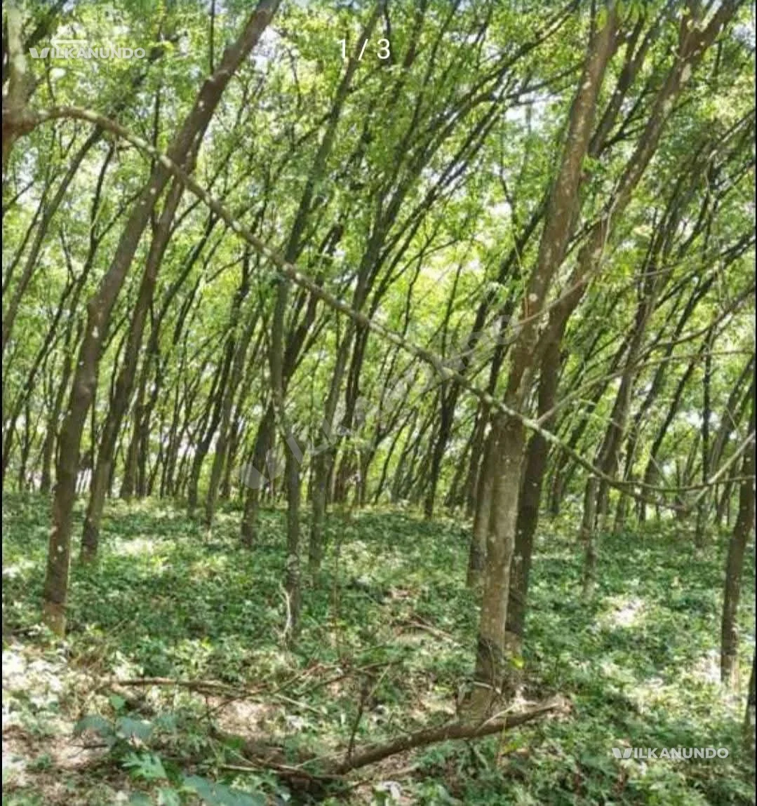 വാഴക്കുളം - കോതമംഗലം റൂട്ടിൽ ആയവന ക്ക് അടുത്ത് 2 ഏക്കർ സ്ഥലം വില്പനക്ക് ബസ് റൂട്ടിൽ 100 മീറ്റർ വിൽപനക്ക്