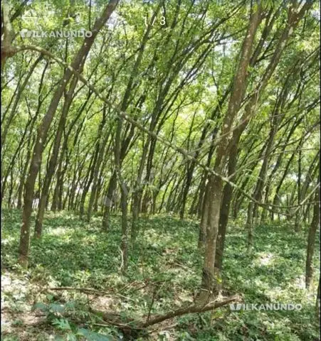 വാഴക്കുളം - കോതമംഗലം റൂട്ടിൽ ആയവന ക്ക് അടുത്ത്     2 ഏക്കർ സ്ഥലം വില്പനക്ക്  ബസ് റൂട്ടിൽ 100 മീറ്റർ  വിൽപനക്ക്