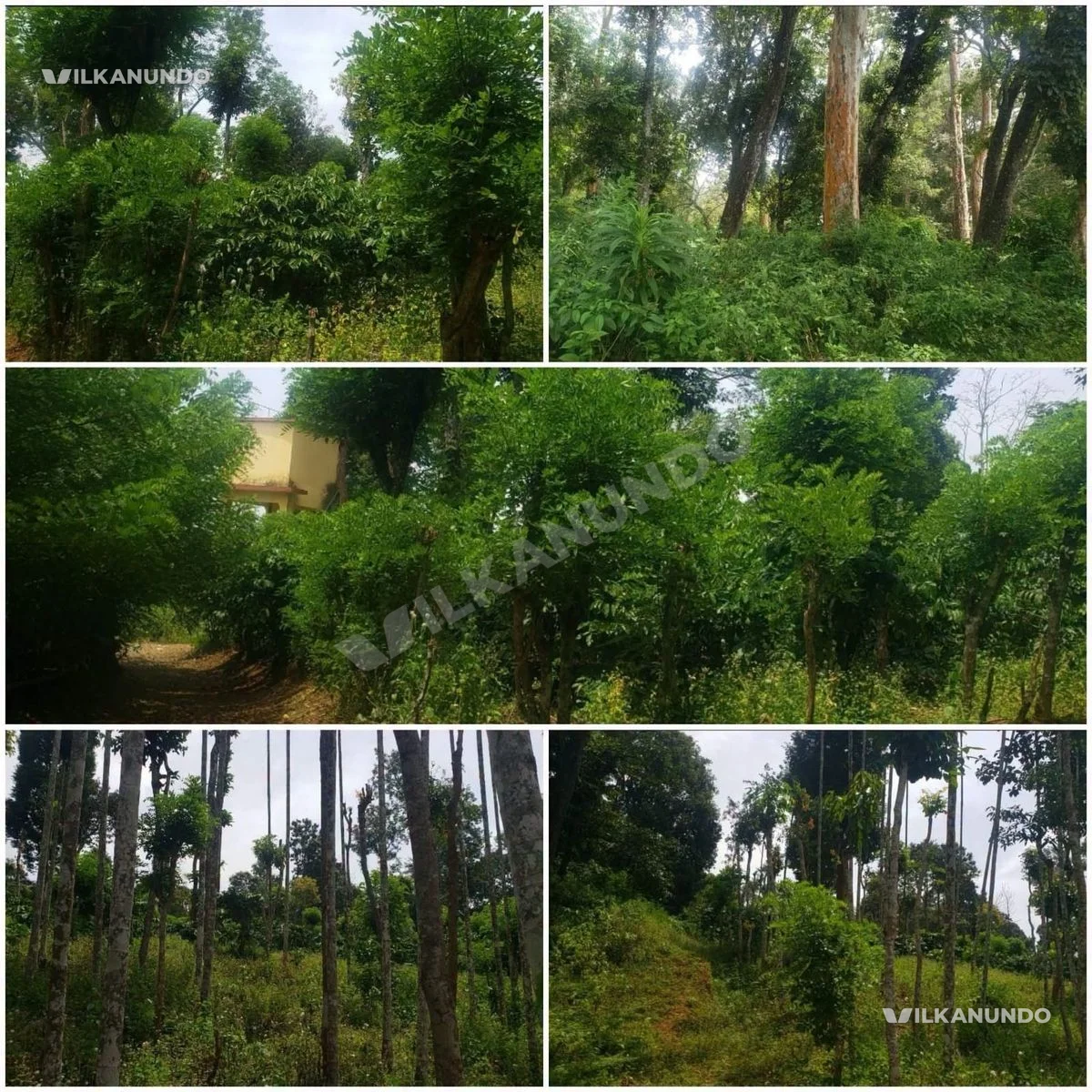 സുൽത്താൻ ബത്തേരിയിൽ നിന്ന് 10 km മാത്രം ദൂരമുള്ള ഈ സുന്ദര ഗ്രാമത്തിൽ 2.70 ഏക്കർ കാപ്പിതോട്ടം വില്പനയ്ക്ക്...