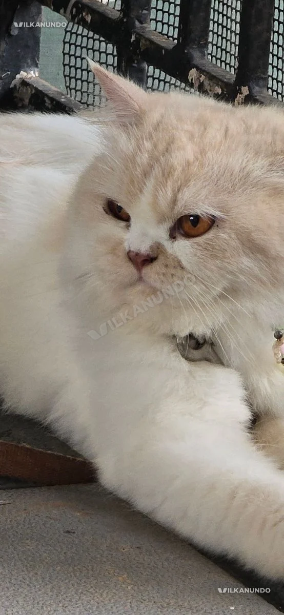 pertion cat. (m)