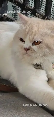pertion cat. (m)