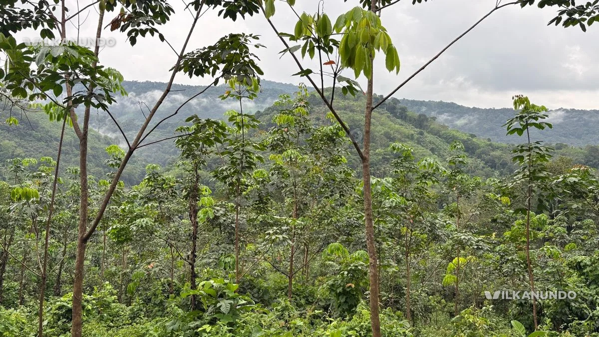 2.50 Acre Rubber Land for Sale