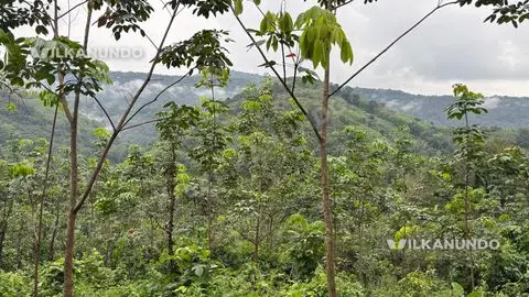 2.50 Acre Rubber Land for Sale