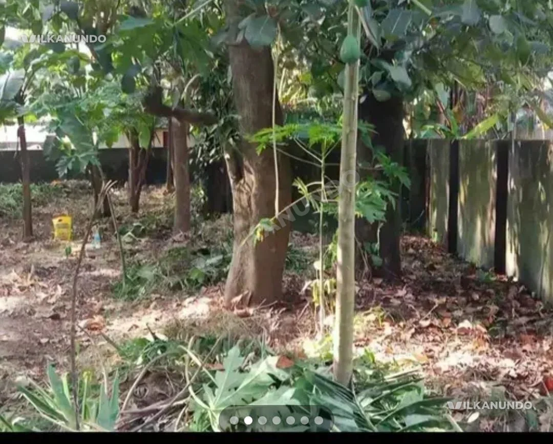 വാഴക്കാല മെയിൻ ബസ് റൂട്ടിൽ നിന്നും 800ം അപ്പാർട്ട്മെന്റ് പണിയുവാനും പറ്റിയ നല്ല പ്ലോട്ടുകൾ വിൽപ്പനയ്ക്ക്