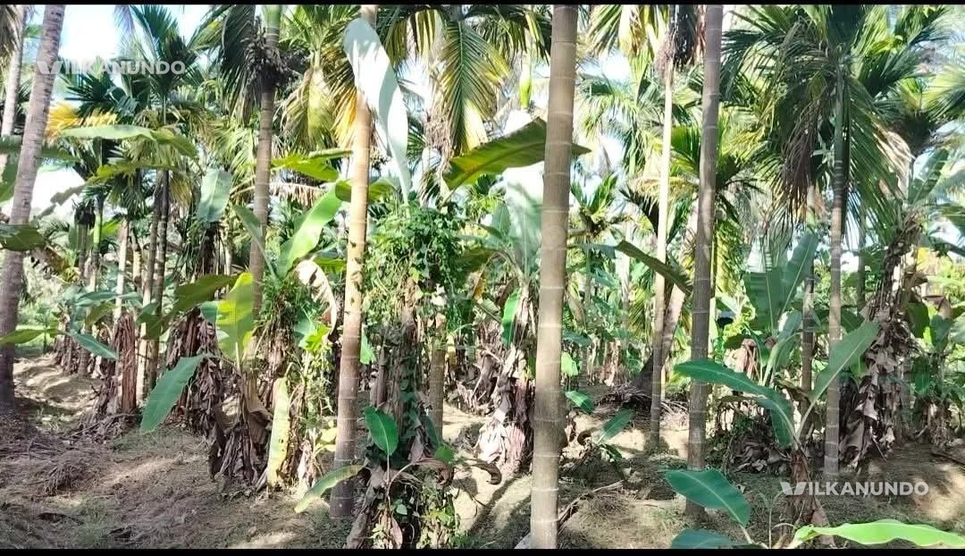 50സെന്റ് തെങ്ങ്, കവുങ്ങ് തോട്ടം വില്പനക്ക്.മലപ്പുറം ജില്ലയിലെ വണ്ടൂർ തൃക്കേകുത്ത്