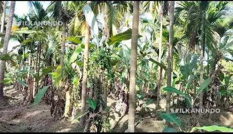 50സെന്റ് തെങ്ങ്, കവുങ്ങ് തോട്ടം വില്പനക്ക്.മലപ്പുറം ജില്ലയിലെ വണ്ടൂർ തൃക്കേകുത്ത്
