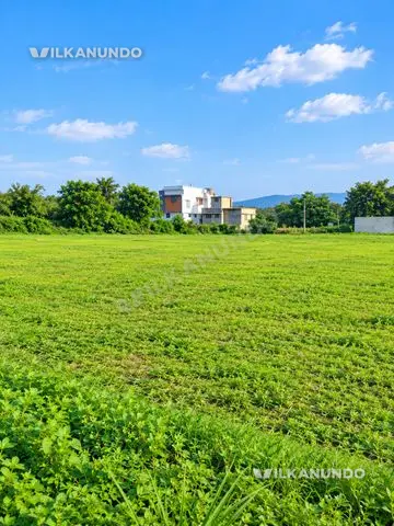 Nilam for sale