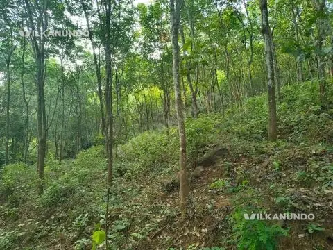 3.5 ഏക്കർ റബ്ബർ തോട്ടം വില്പനക്ക് *ലൊക്കേഷൻ - പത്തനംതിട്ട ജില്ലയിൽ പുതുക്കുളം മുക്കുഴി ബസ് റൂട്ടിൽ നിന്നും 700 mtr മാറി