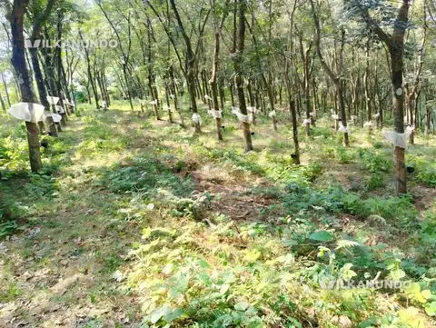 പത്തനംതിട്ട ജില്ല റാന്നി തിരുവല്ല റോഡ് റാന്നി 4 ഏക്കർ സ്ഥലംറബ്ബർ ഭൂമി വിൽപ്പനയ്ക്ക്