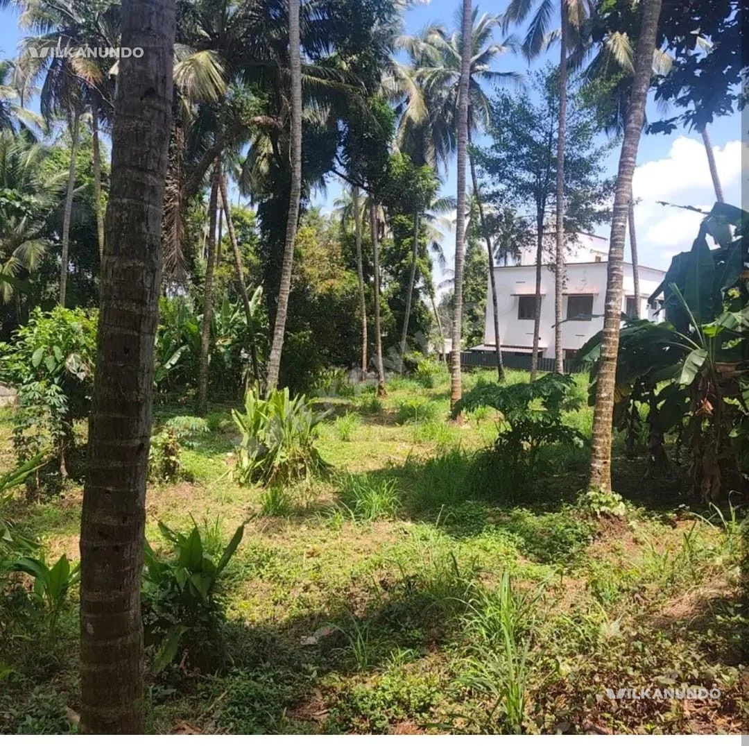 കോഴിക്കോട് വേങ്ങേരി 30 സെന്റ് സ്ഥലം നല്ല പറമ്പ് വില്പനയ്ക്ക്