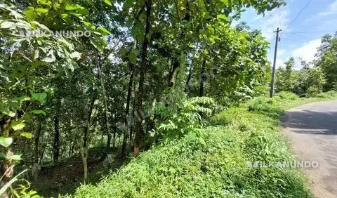 ഇടുക്കി ജില്ല കാഞ്ഞാർ വെള്ളിയാമാറ്റം റോഡ് സൈഡ്75 സെന്റ് സ്ഥലംറോഡ് സൈഡ് പ്രോപ്പർട്ടിവിൽപ്പനയ്ക്ക്