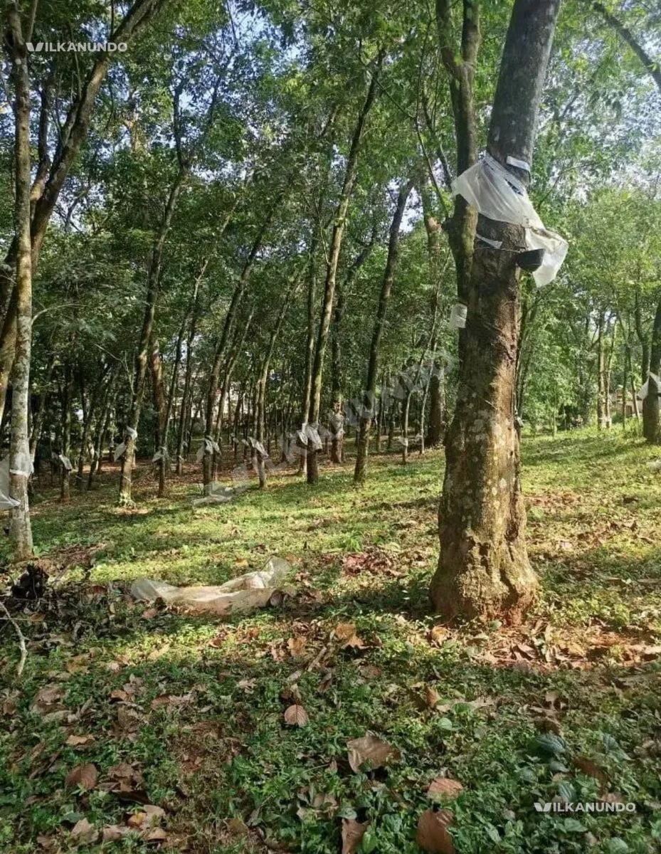 തൊടുപുഴ സ്മിത ഹോസ്പിറ്റലിന് സമീപം70 Land for sale