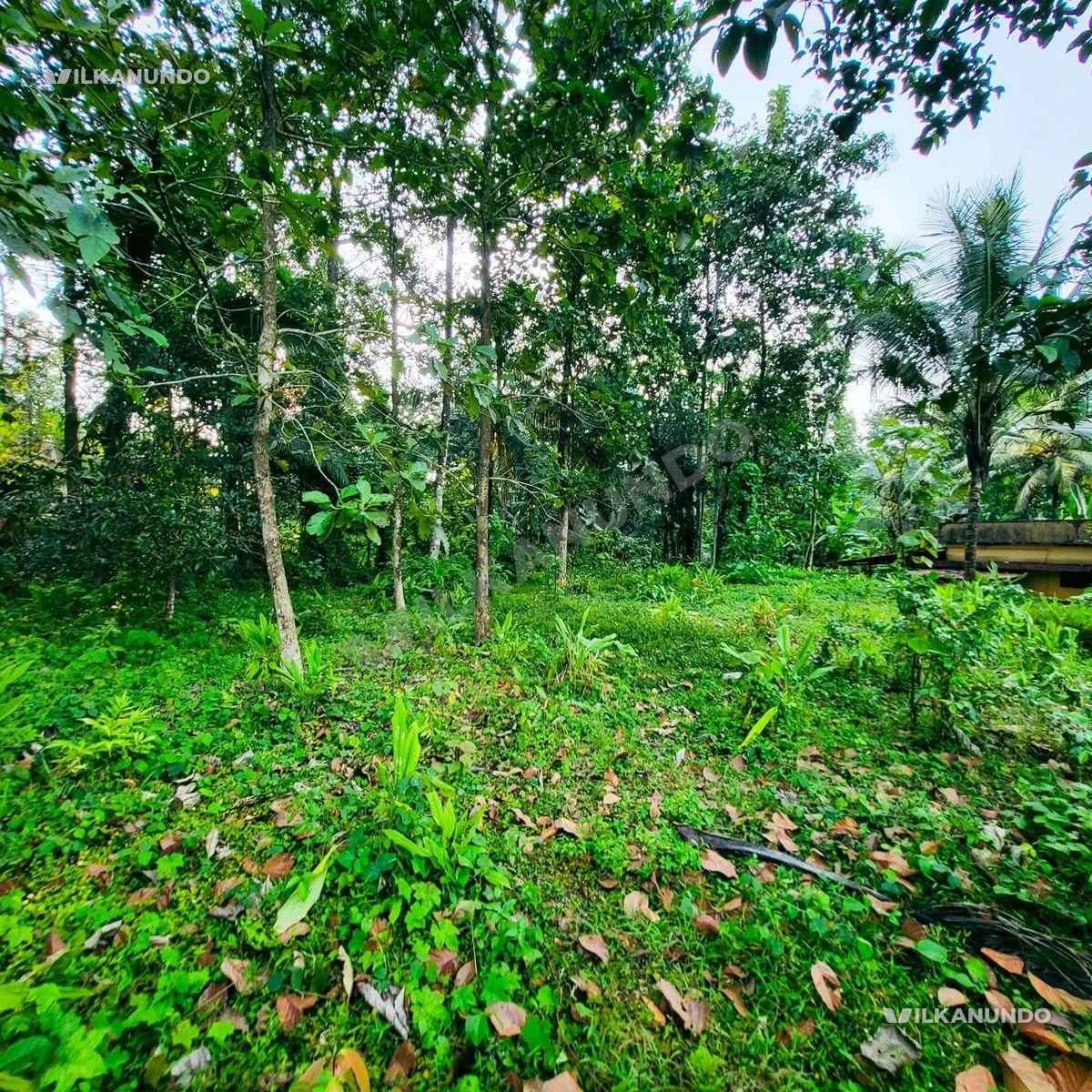 , മൂശാരിപ്പടി- എഴിപ്രം റോഡിൽ മൂശാരിപ്പടിയിൽ നിന്നും ഉദ്ദേശം 2 കിലോമീറ്റർ ദൂരത്തിൽ 18 സെൻ്റ് സ്ഥലം വിൽപ്പനയ്ക്ക്.