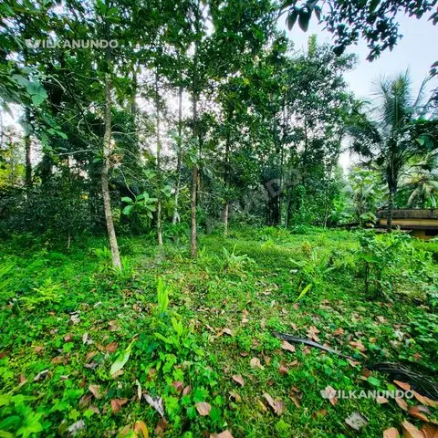 , മൂശാരിപ്പടി- എഴിപ്രം റോഡിൽ മൂശാരിപ്പടിയിൽ നിന്നും ഉദ്ദേശം 2 കിലോമീറ്റർ ദൂരത്തിൽ 18 സെൻ്റ് സ്ഥലം വിൽപ്പനയ്ക്ക്.