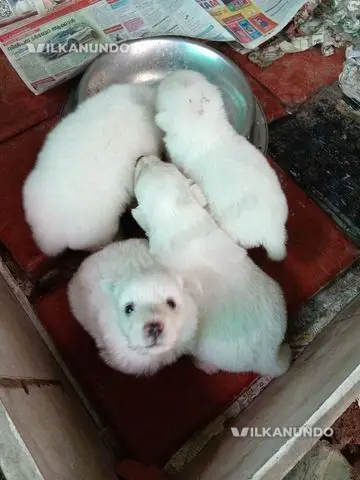 Quality pom puppys serching for new home