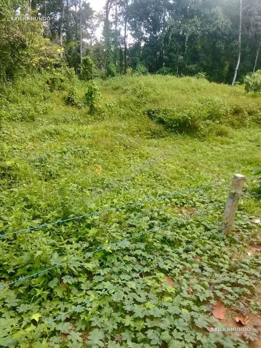 മല്ലപ്പള്ളി -പുന്നവേലി -മുളയംവേലി -തെങ്ങുംപ്പള്ളിക്ക് സമീപം.... വീടുവെക്കാനും -plottayum- 40 cent.